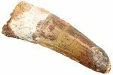 Fossil Spinosaurus Tooth - Real Dinosaur Tooth #245112-1